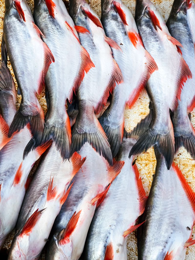 Ribbon Fish